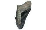 Partial Megalodon Tooth - Serrated Blade #248429-1